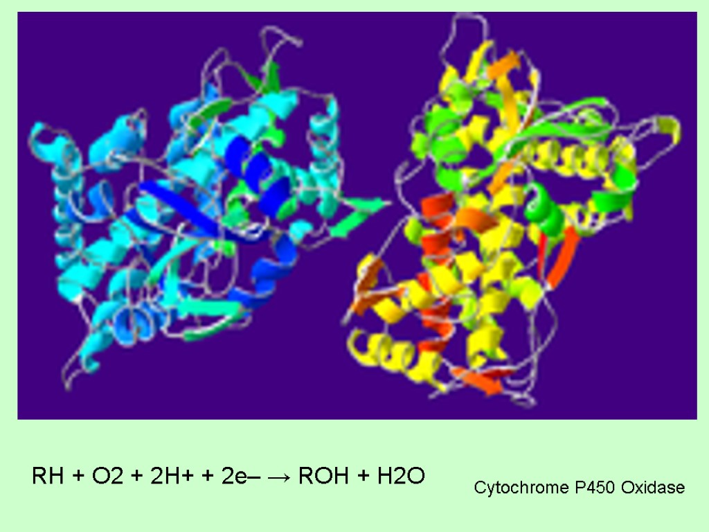 RH + O2 + 2H+ + 2e– → ROH + H2O Cytochrome P450 Oxidase